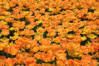blühende Blumen